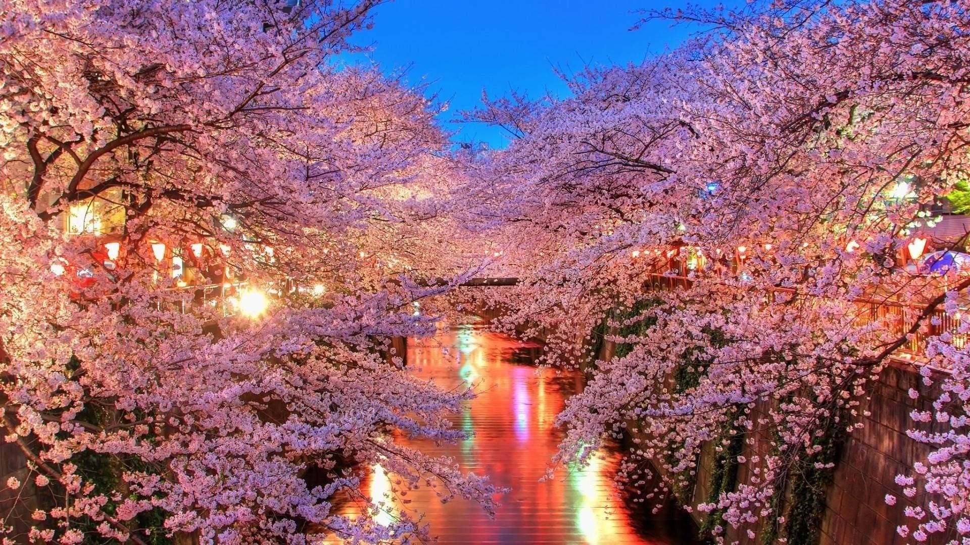 벚꽃 강 배경화면