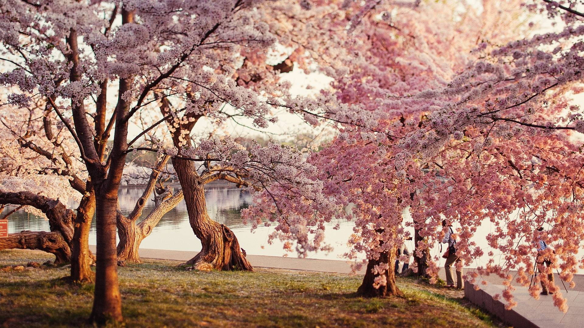 벚꽃 공원 배경화면