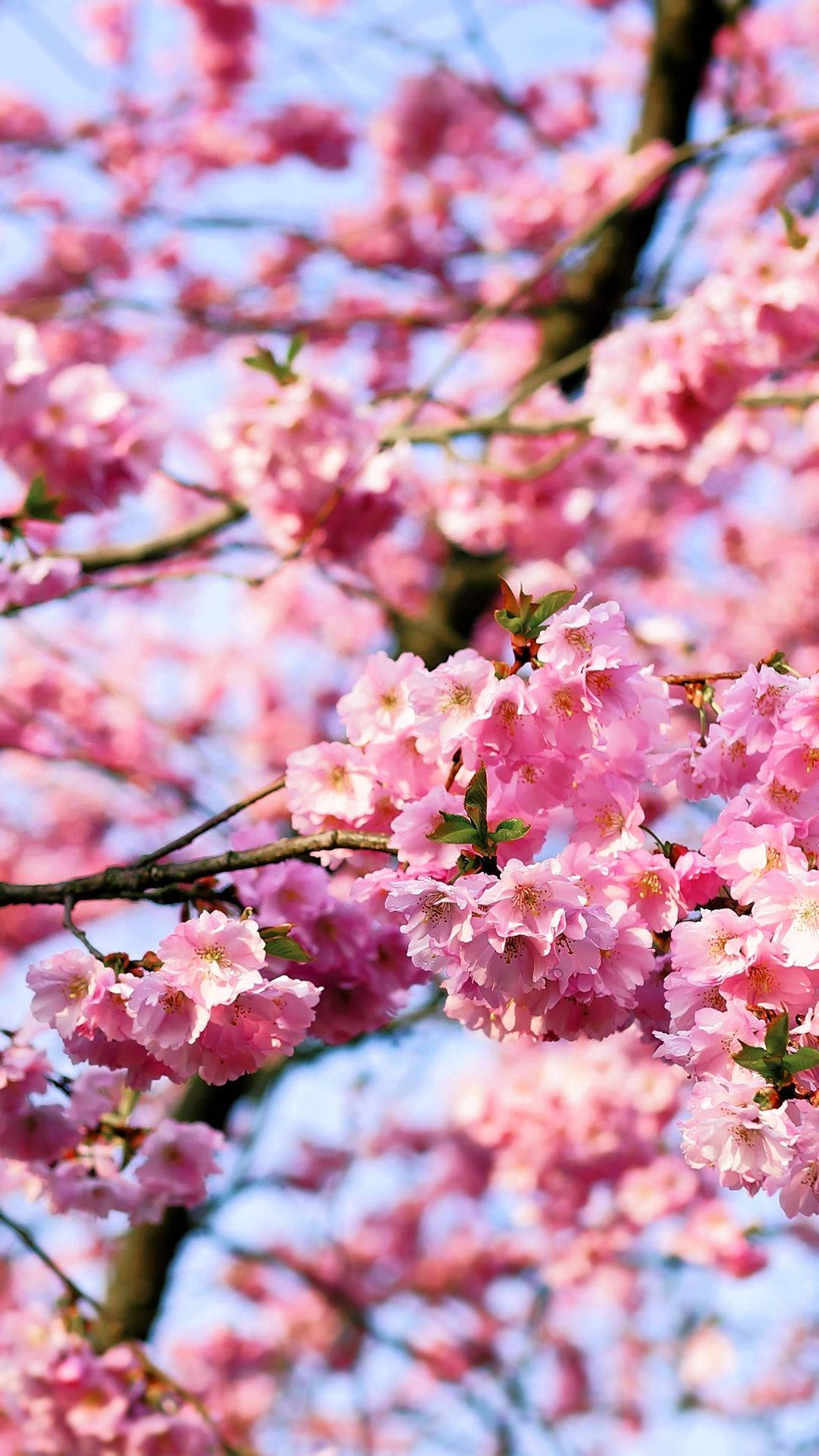 벚꽃 꽃다발 배경화면