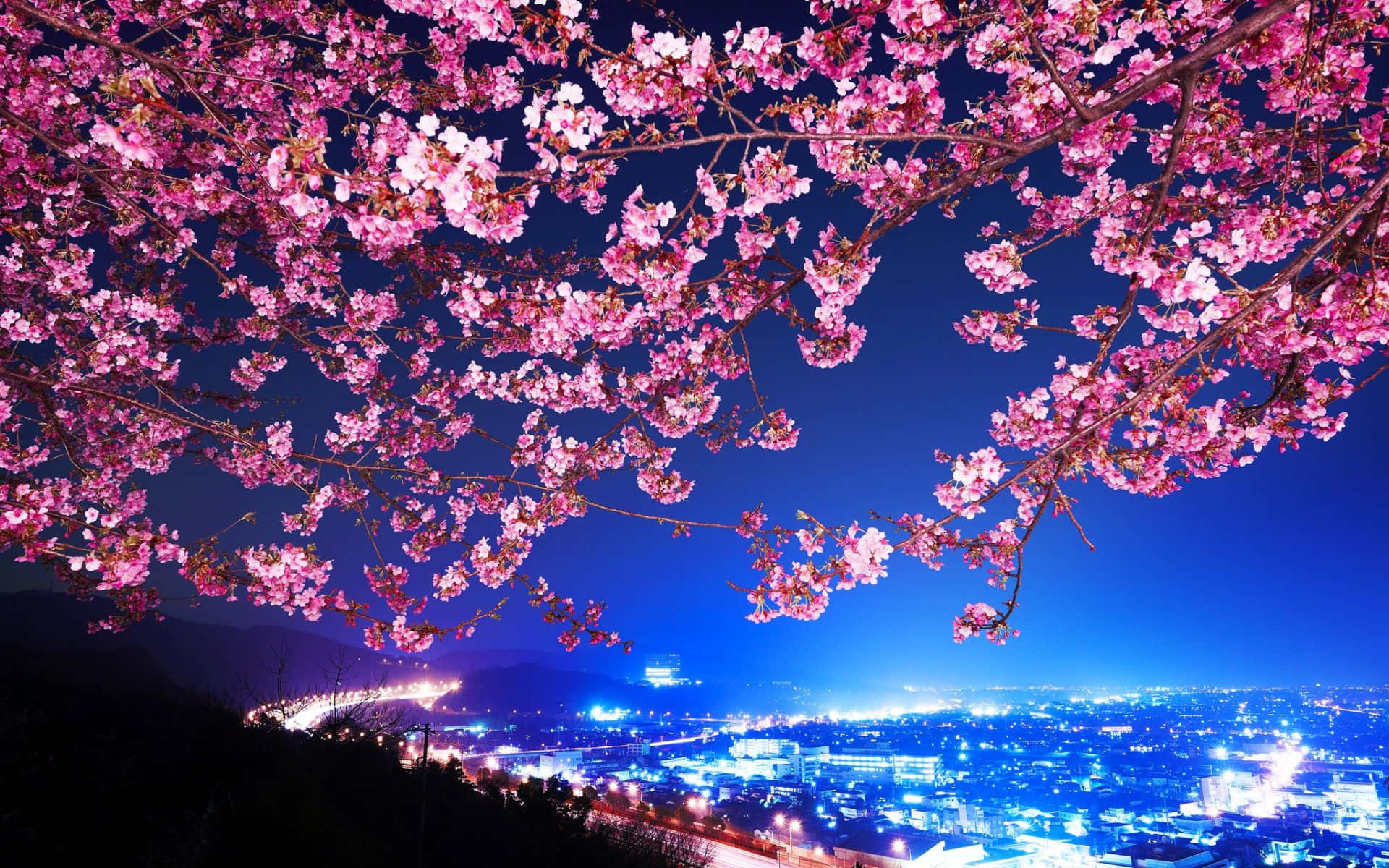 벚꽃 배경화면