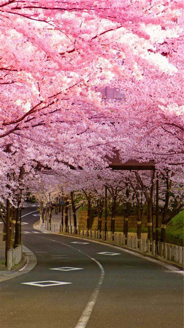 벚꽃 배경화면