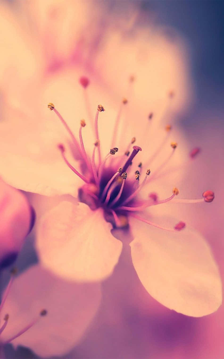 벚꽃 배경화면