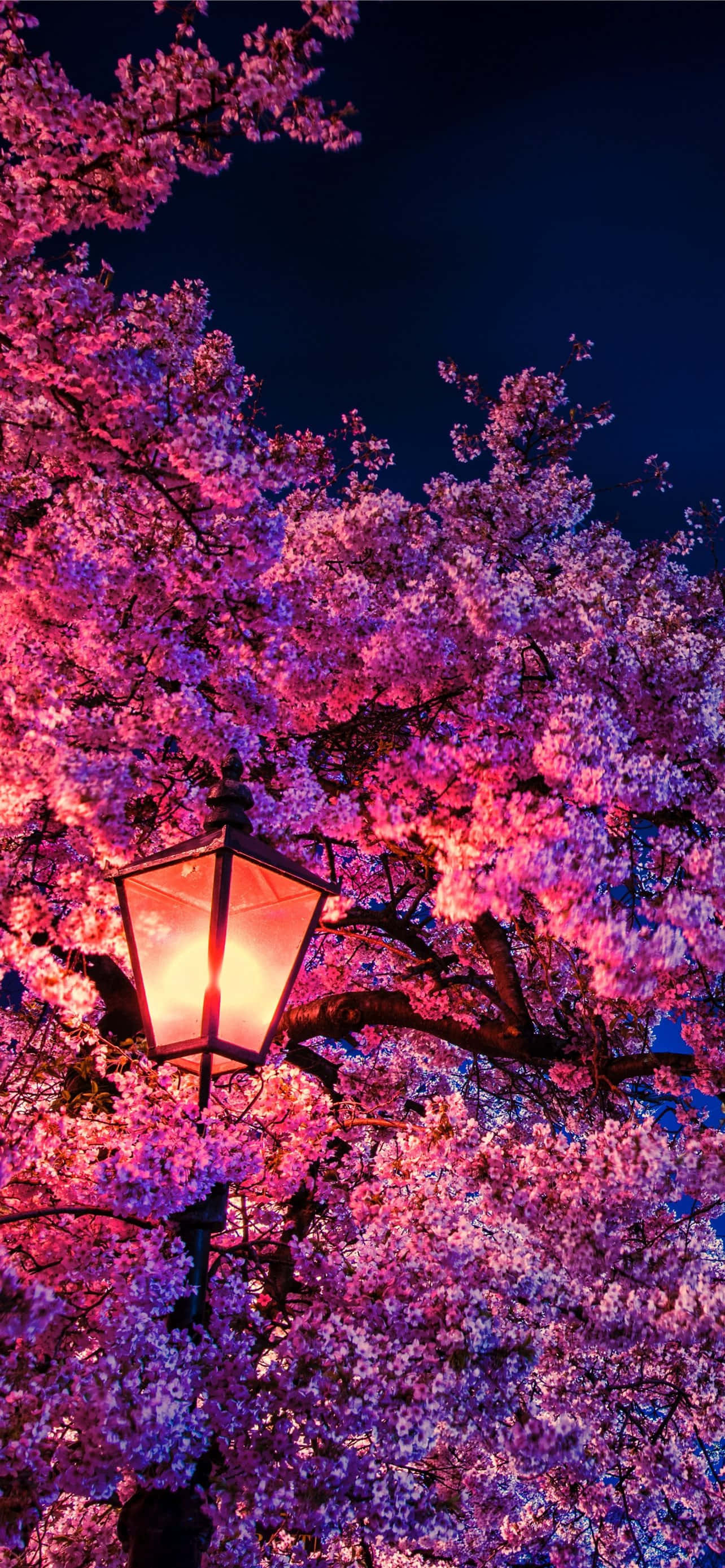 벚꽃 배경화면
