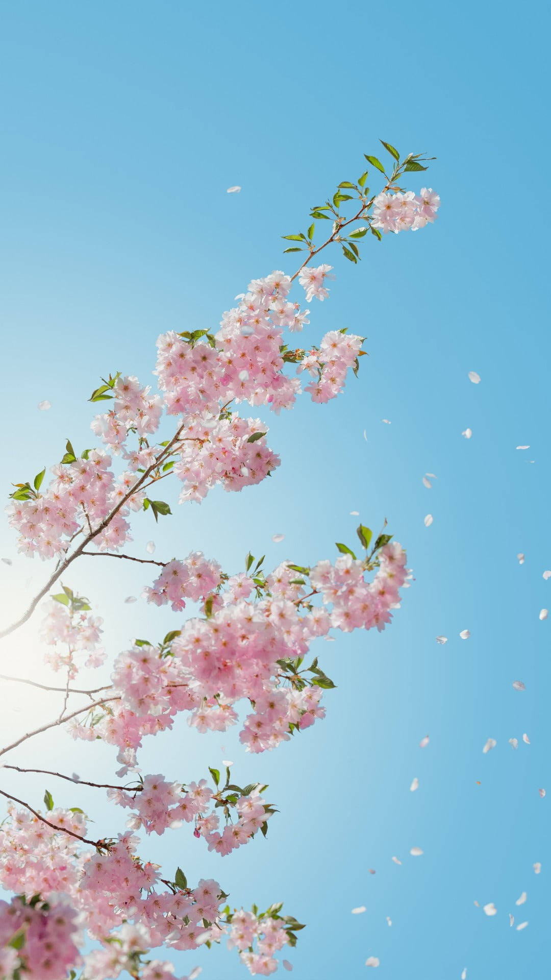 벚꽃 플라워 모바일 배경화면