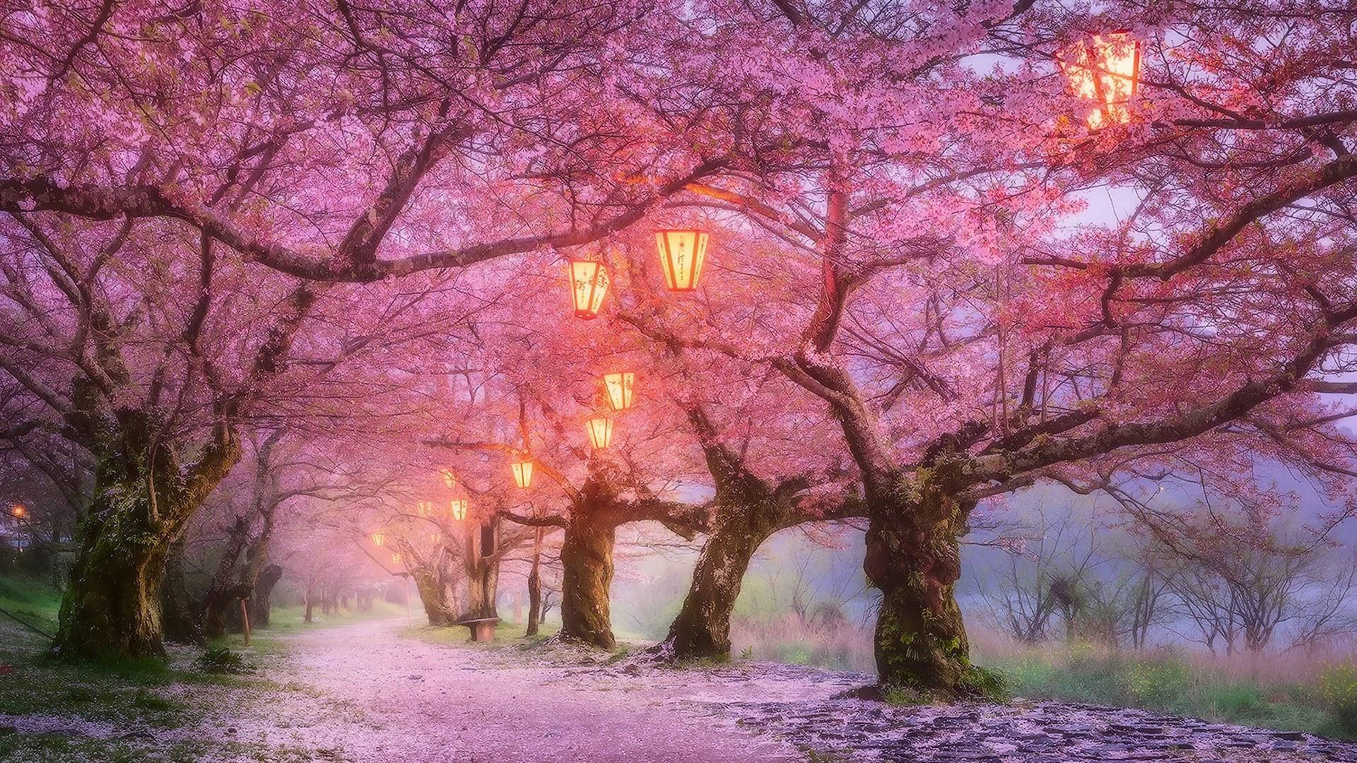 벚꽃과 가로등 배경화면