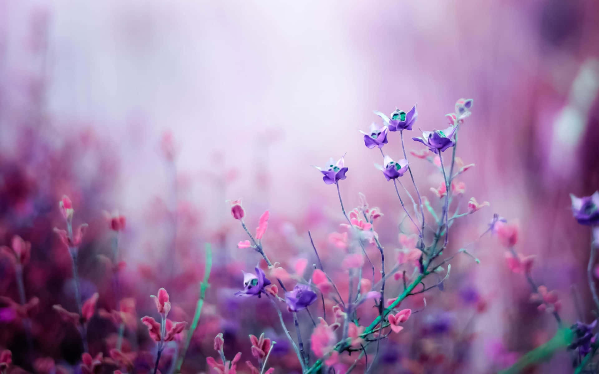 보라색 감성 노트북 — 보라색 배경화면