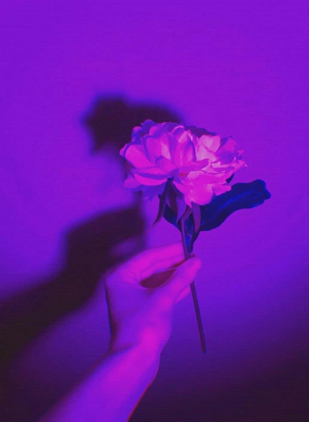 보라색 감성 장미꽃을 든 손 사진 배경화면