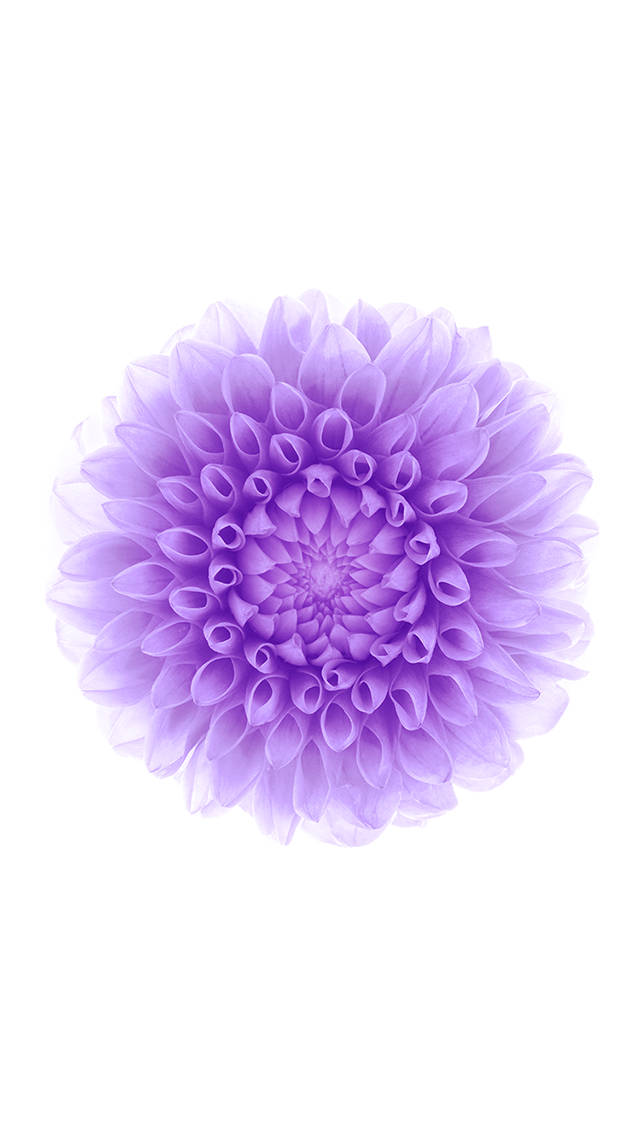 보라색 꽃 iOS 6 배경화면