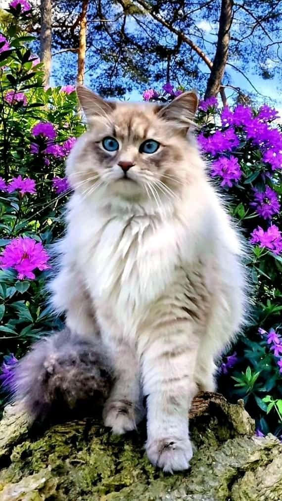 보라색 꽃 위의 아름다운 고양이 사진 배경화면