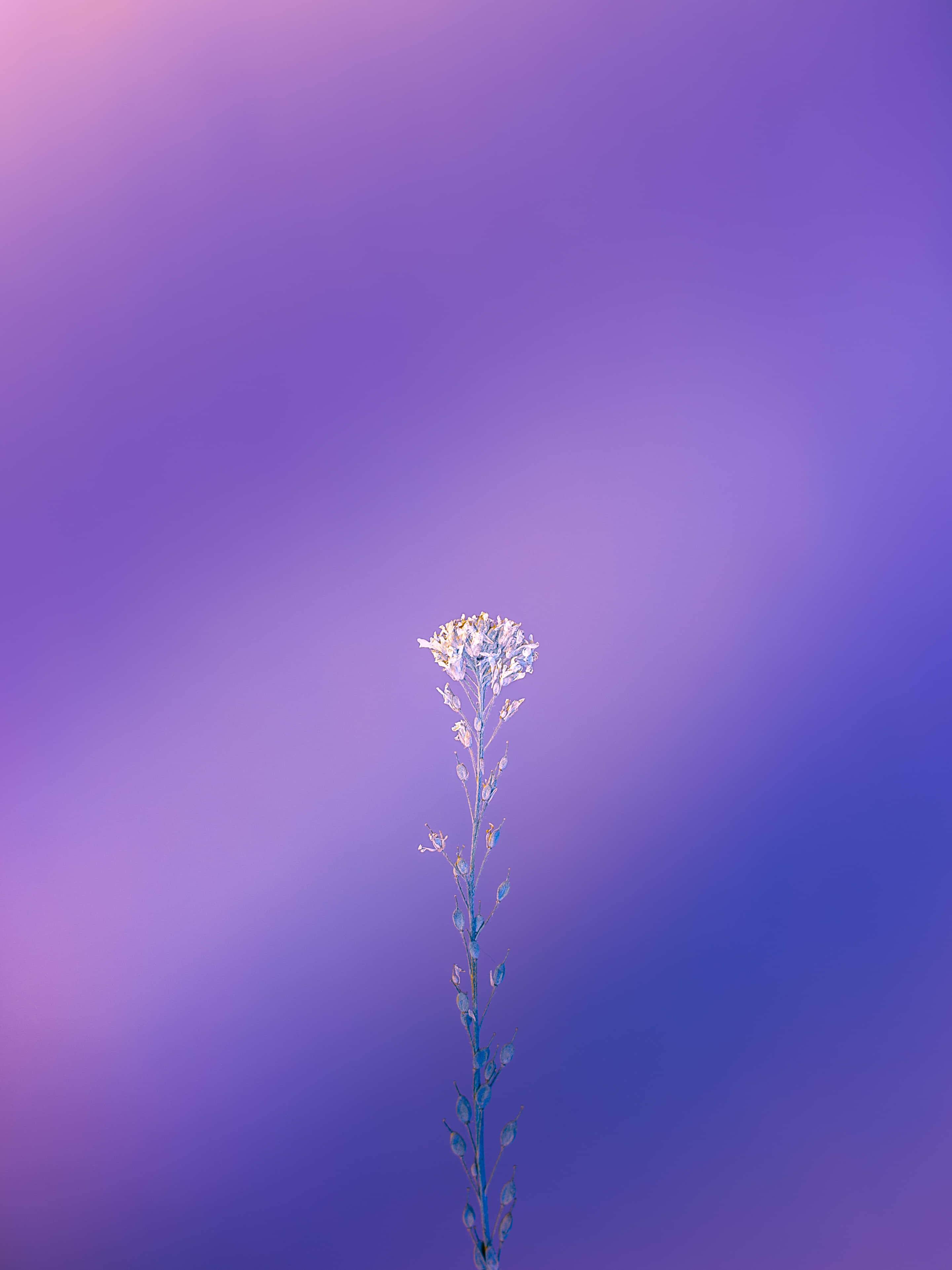 보라색 아름다움 배경화면