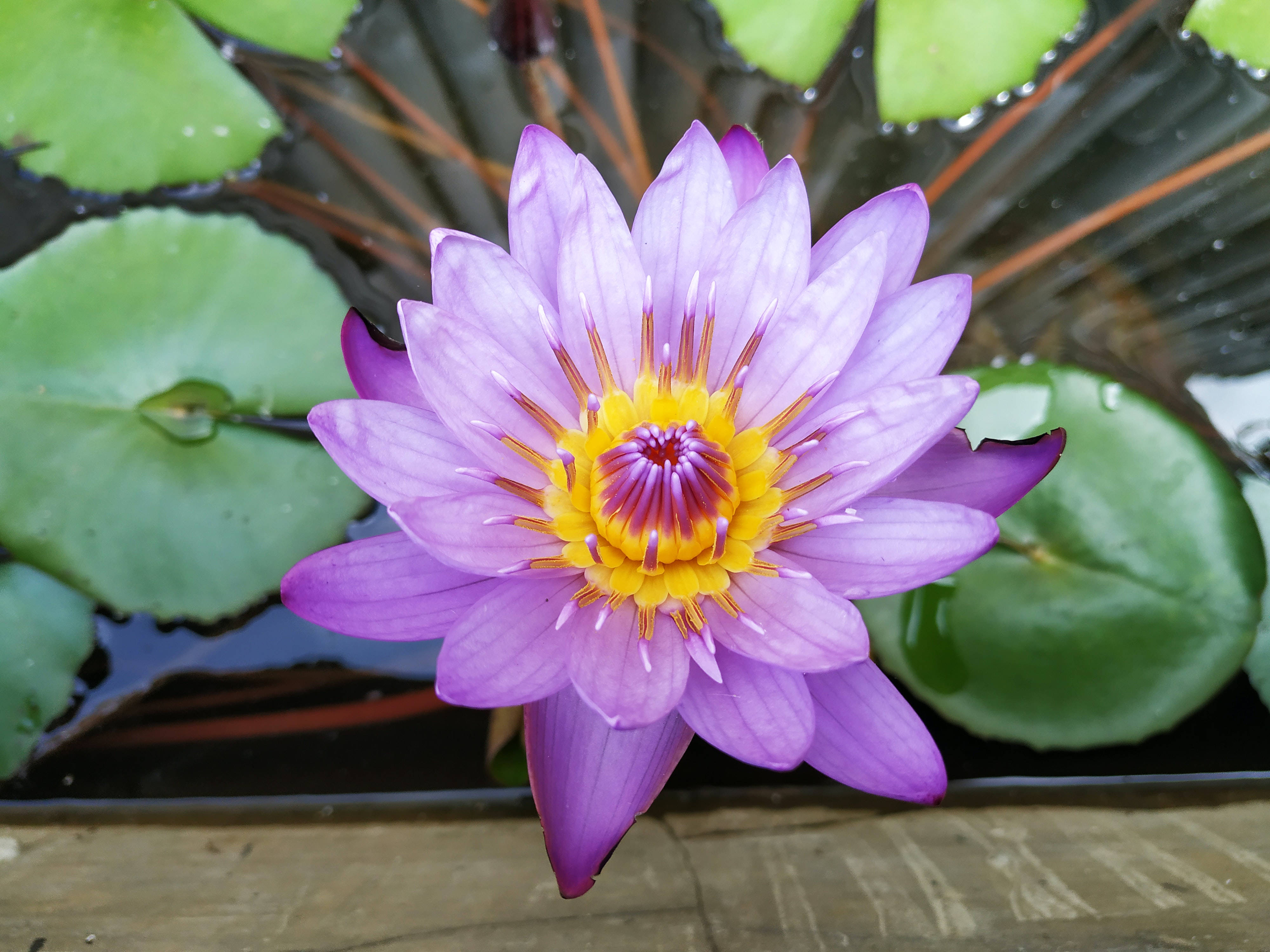 보라색과 노란색 연꽃 배경화면