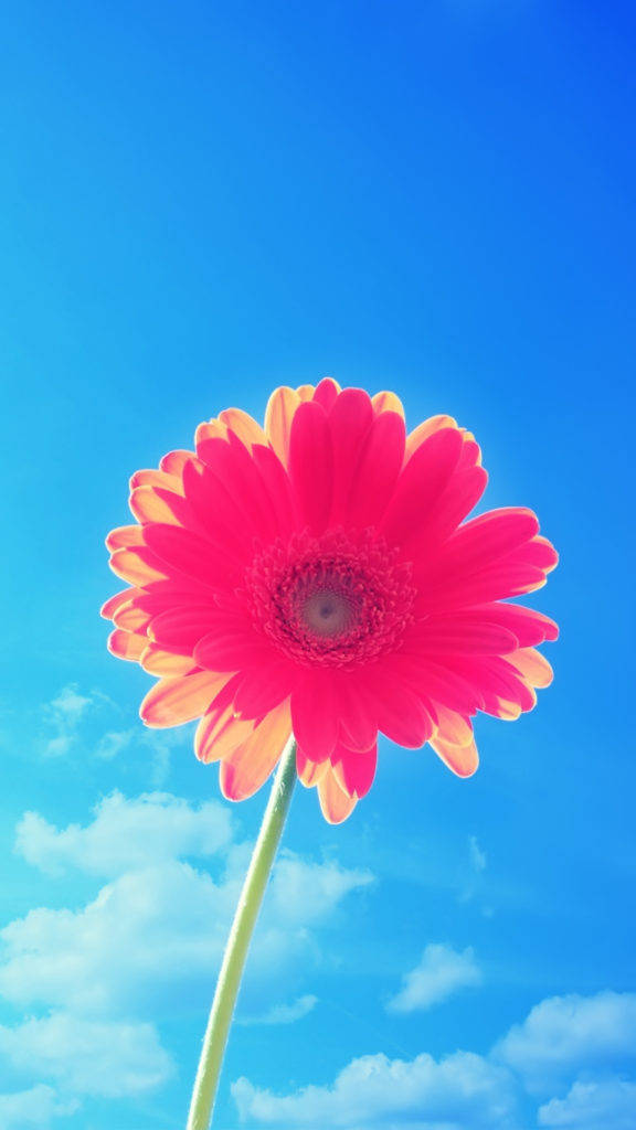 분홍 꽃잎 아이폰 배경화면