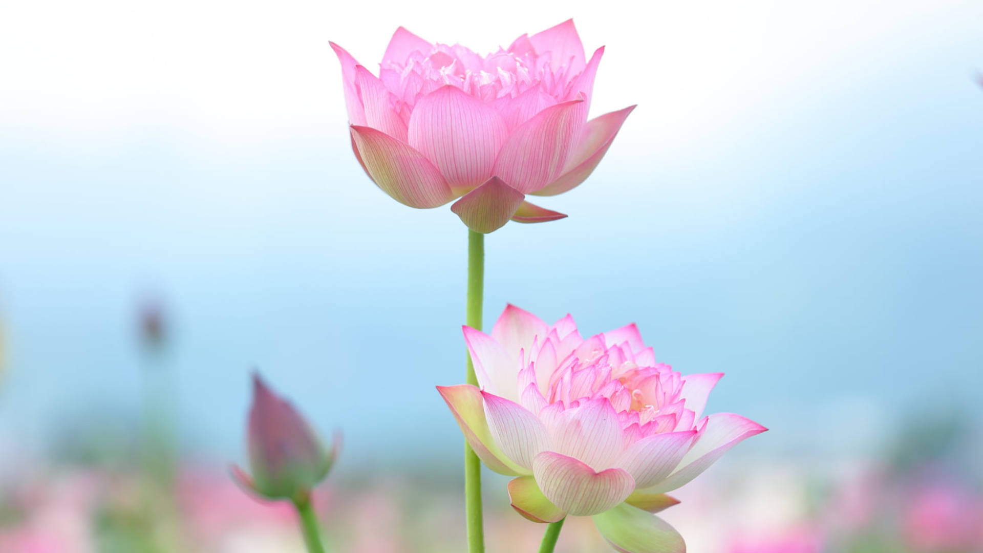 분홍 연꽃 PC 배경화면
