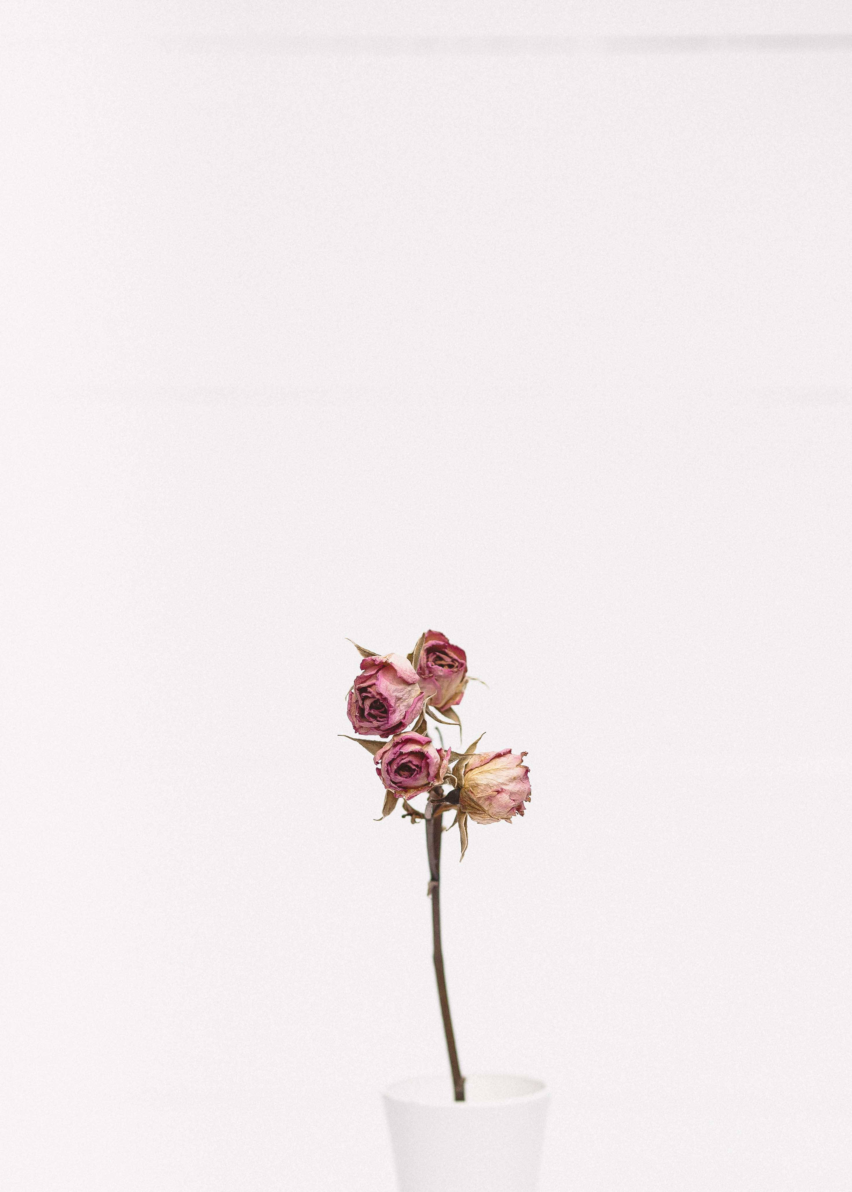 핑크 장미의 미니멀한 아름다움 배경화면