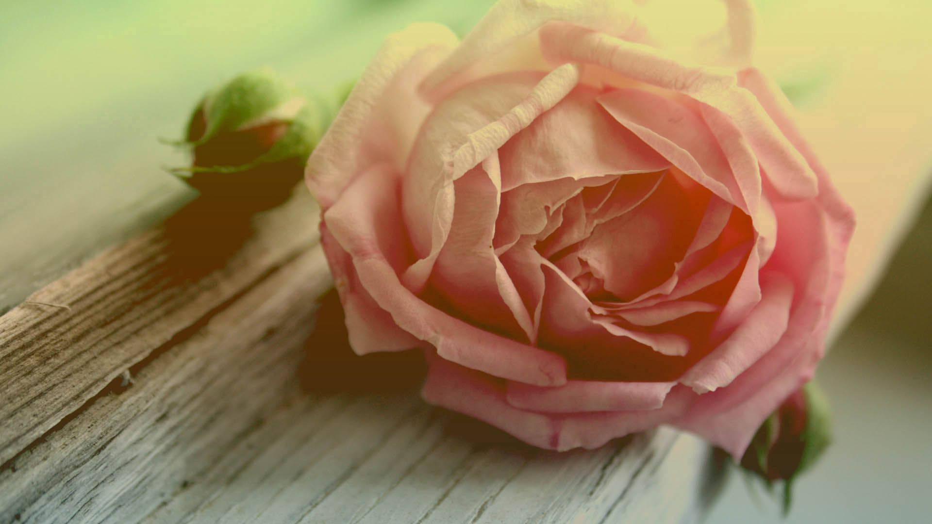 장미, 꽃, 꽃잎 미리보기