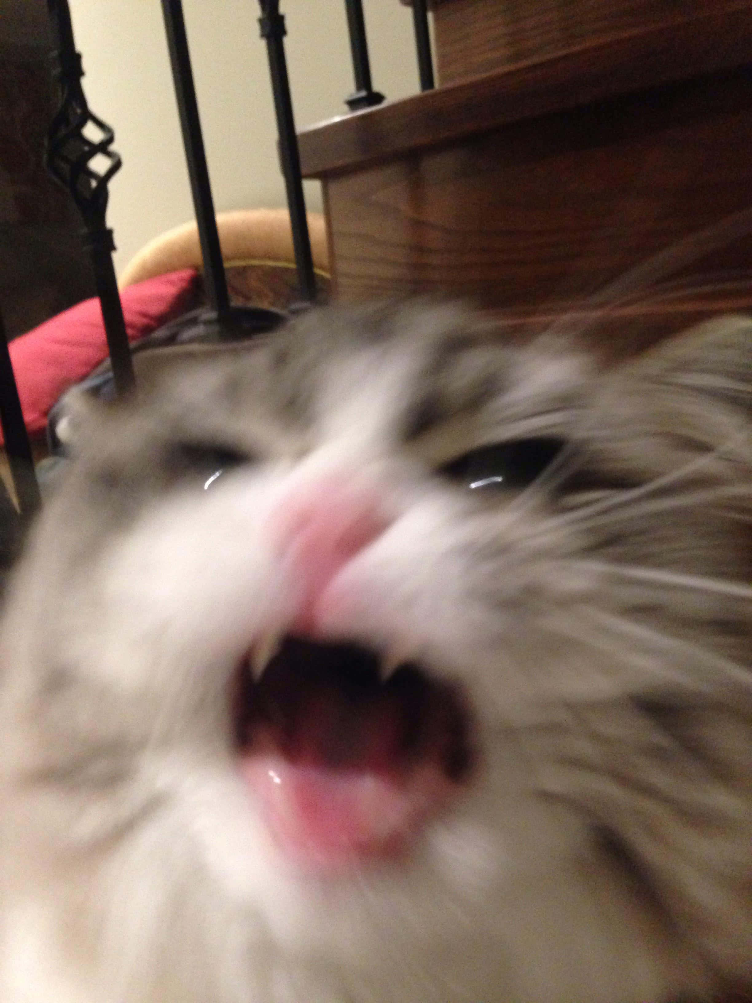 비명 지르는 귀여운 고양이 PFP 배경화면
