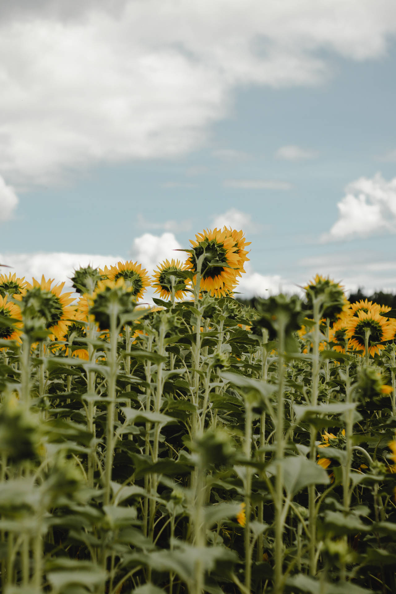 화창한 날 큰 꽃잎을 가진 해바라기 밭, 고개 숙인 꽃들