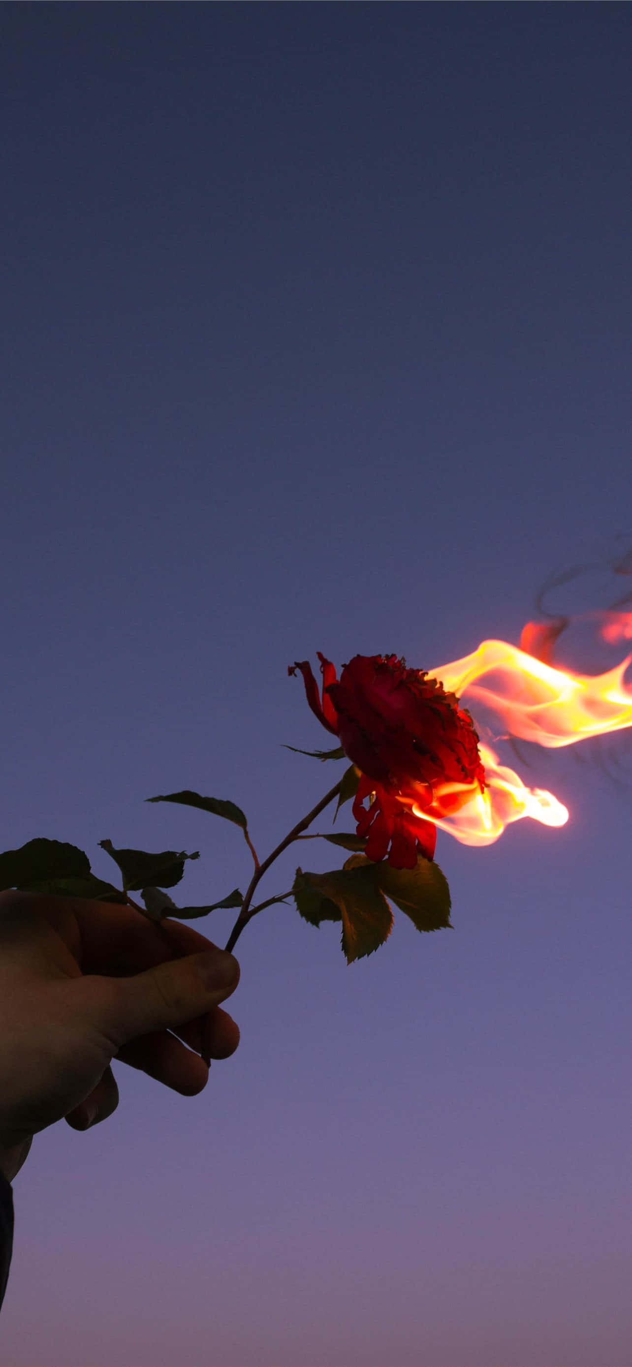 빨간 꽃 사진 배경화면