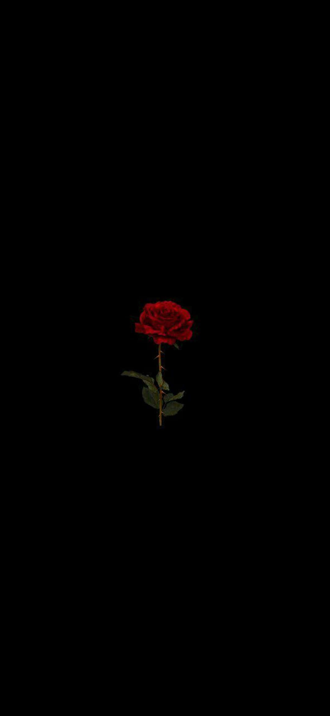 레드 로즈 픽셀 3XL AMOLED 배경 배경화면
