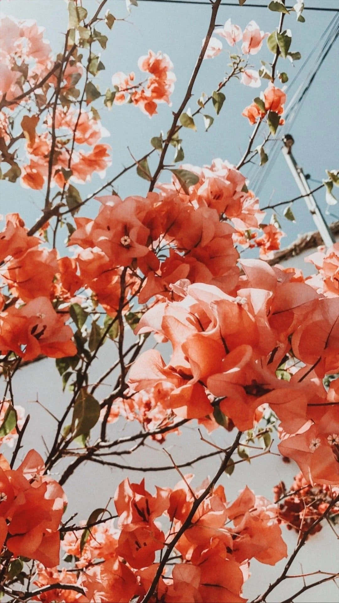 “생기 넘치는 에스테틱 플라워의 아름다움으로 하루를 밝혀보세요!” 배경화면