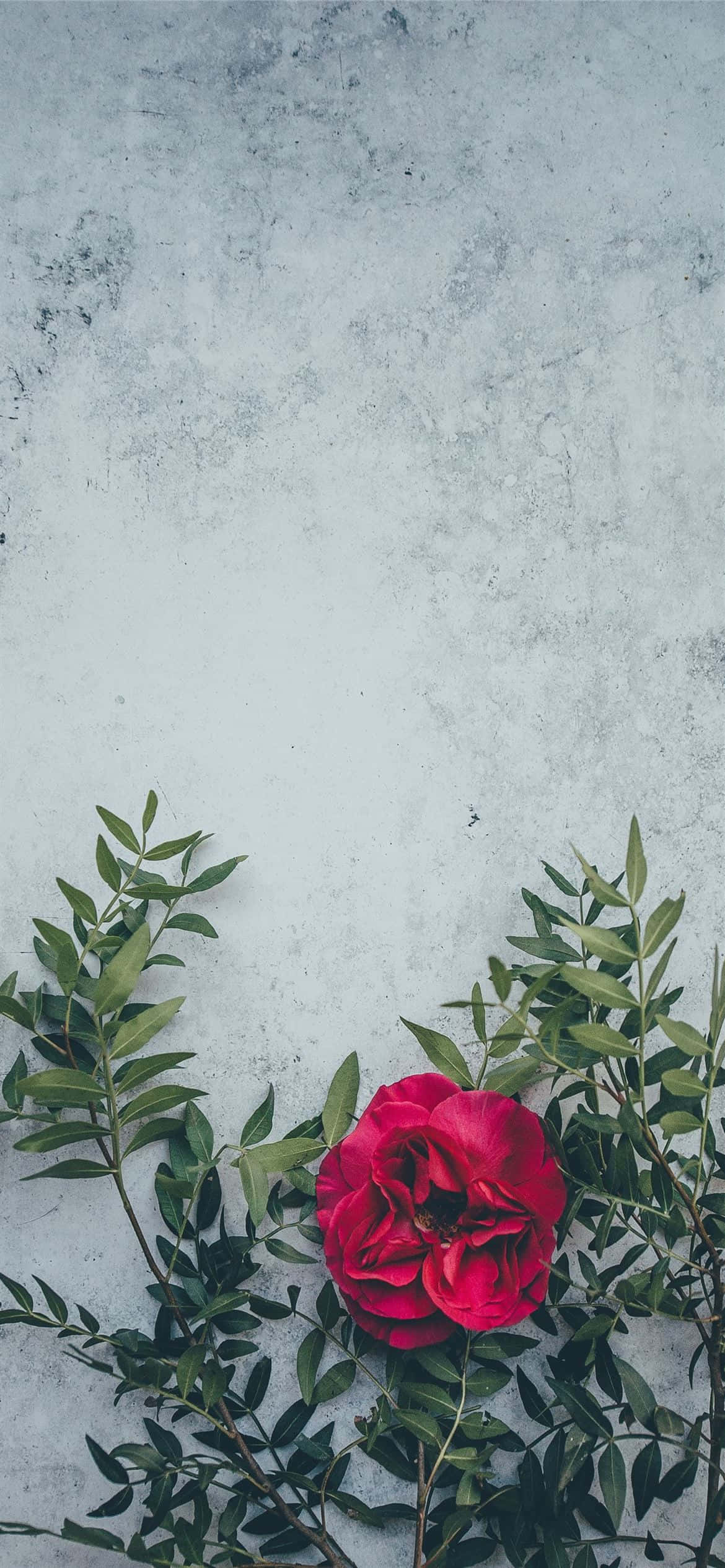 생생하게 피어나는 붉은 꽃 배경화면