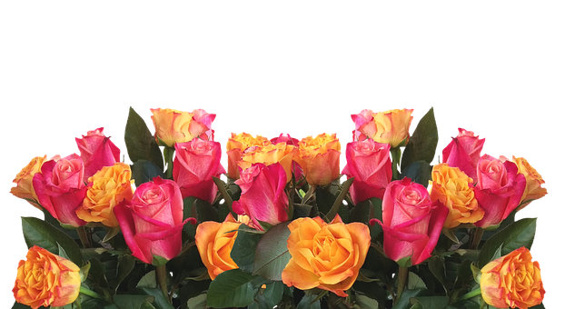 생생한 노란색과 분홍색 장미, 검은 배경 배경화면