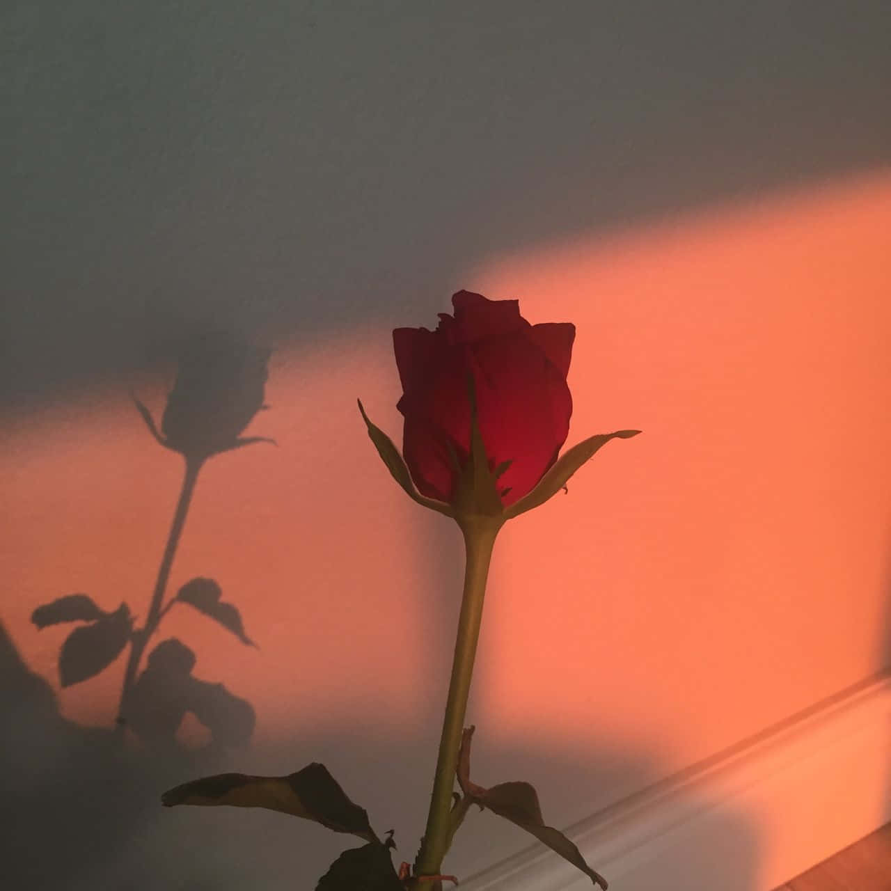 생생한 붉은 장미가 부드러운 초점의 미학 속에서 돋보입니다. 배경화면