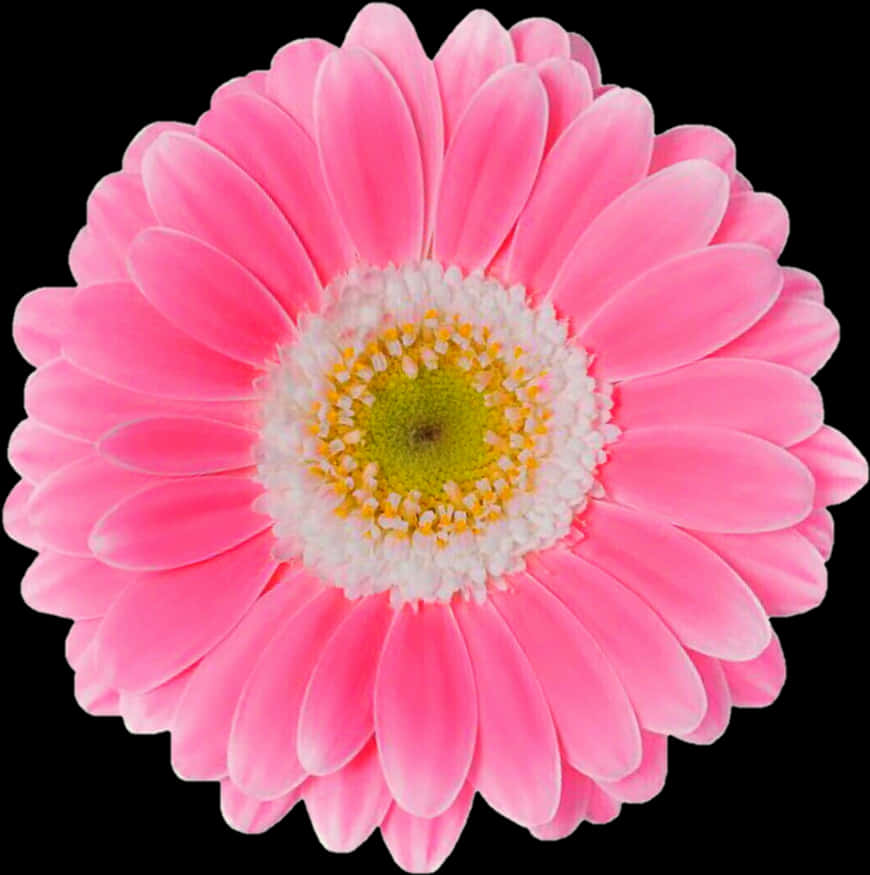 생생한 핑크 거베라 데이지 검정 배경 배경화면