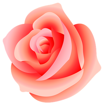 생생한 핑크 장미 그래픽 배경화면