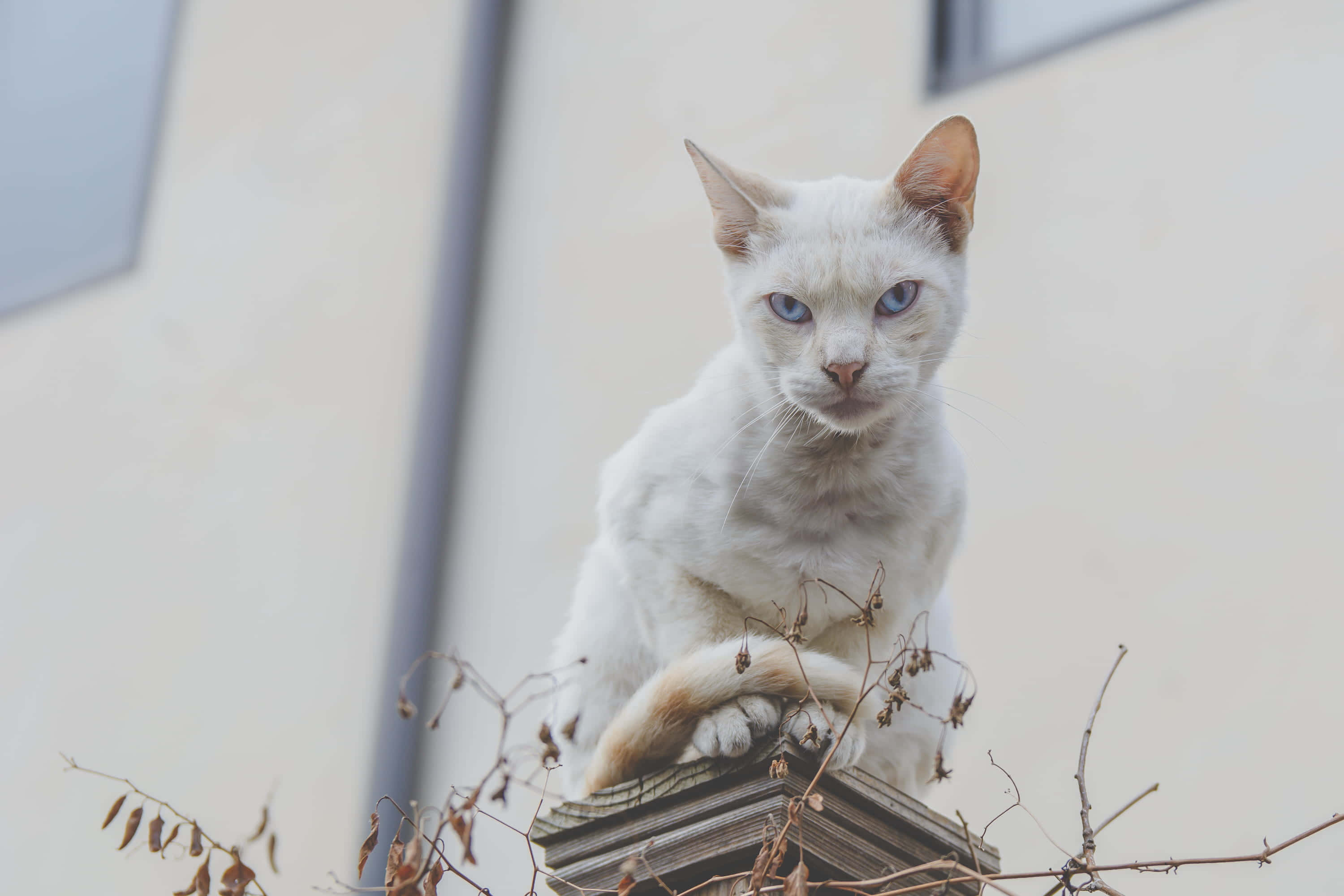 선반 위에 앉아 있는 흰 고양이 배경화면