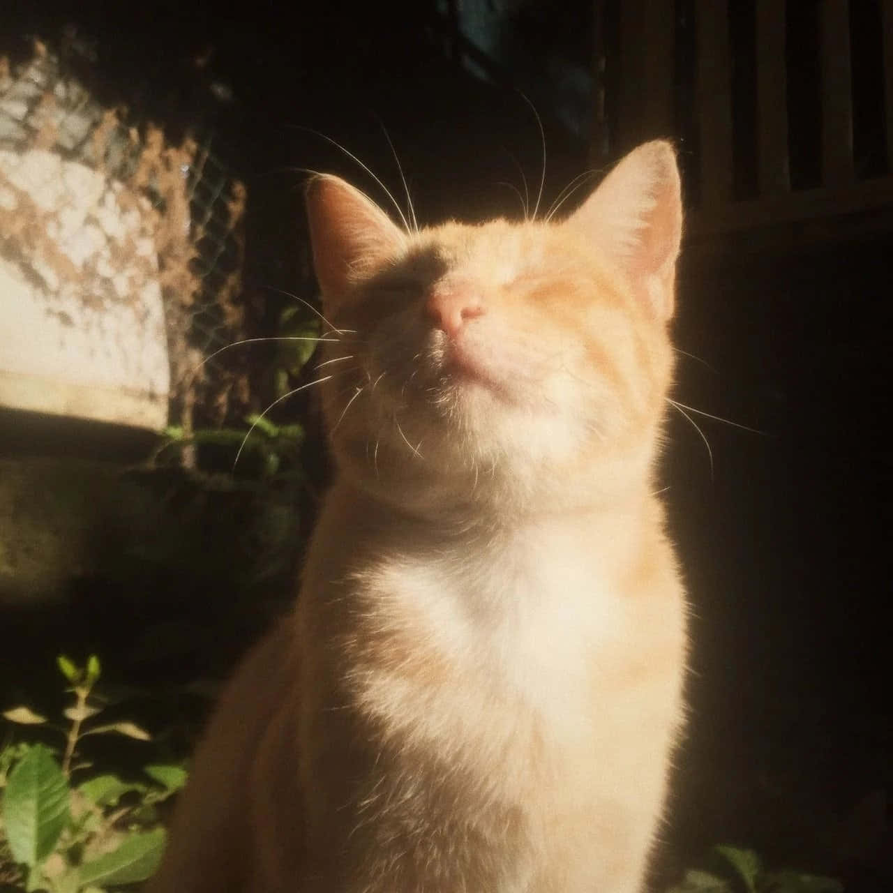 세상을 더 스타일리시하게 만드는 미적 고양이 배경화면