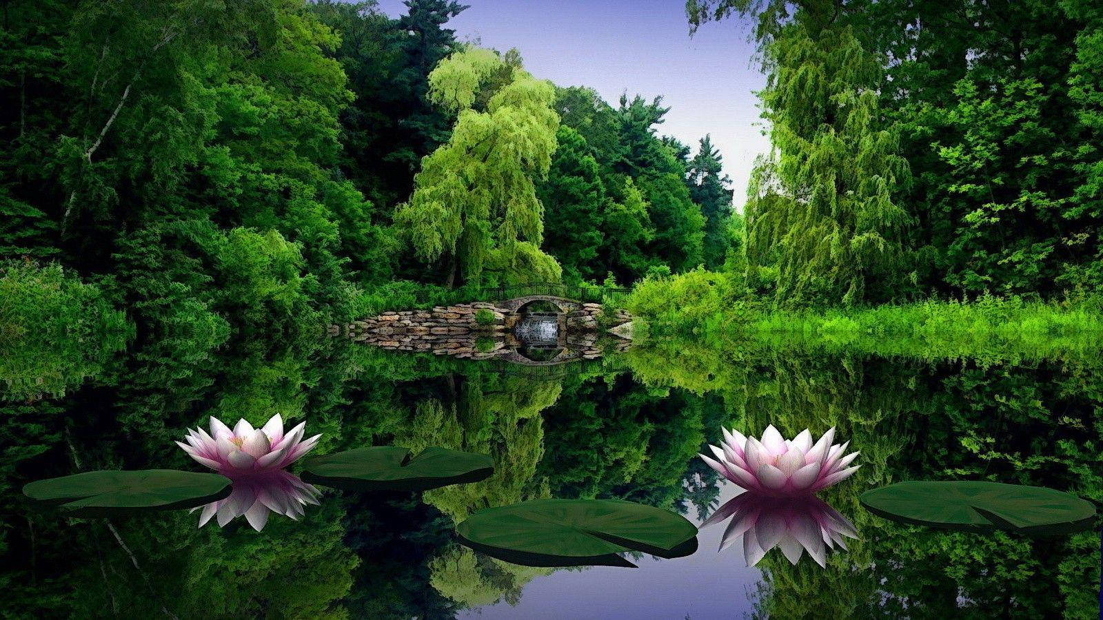 수련 풀 HD 1600x900 배경화면