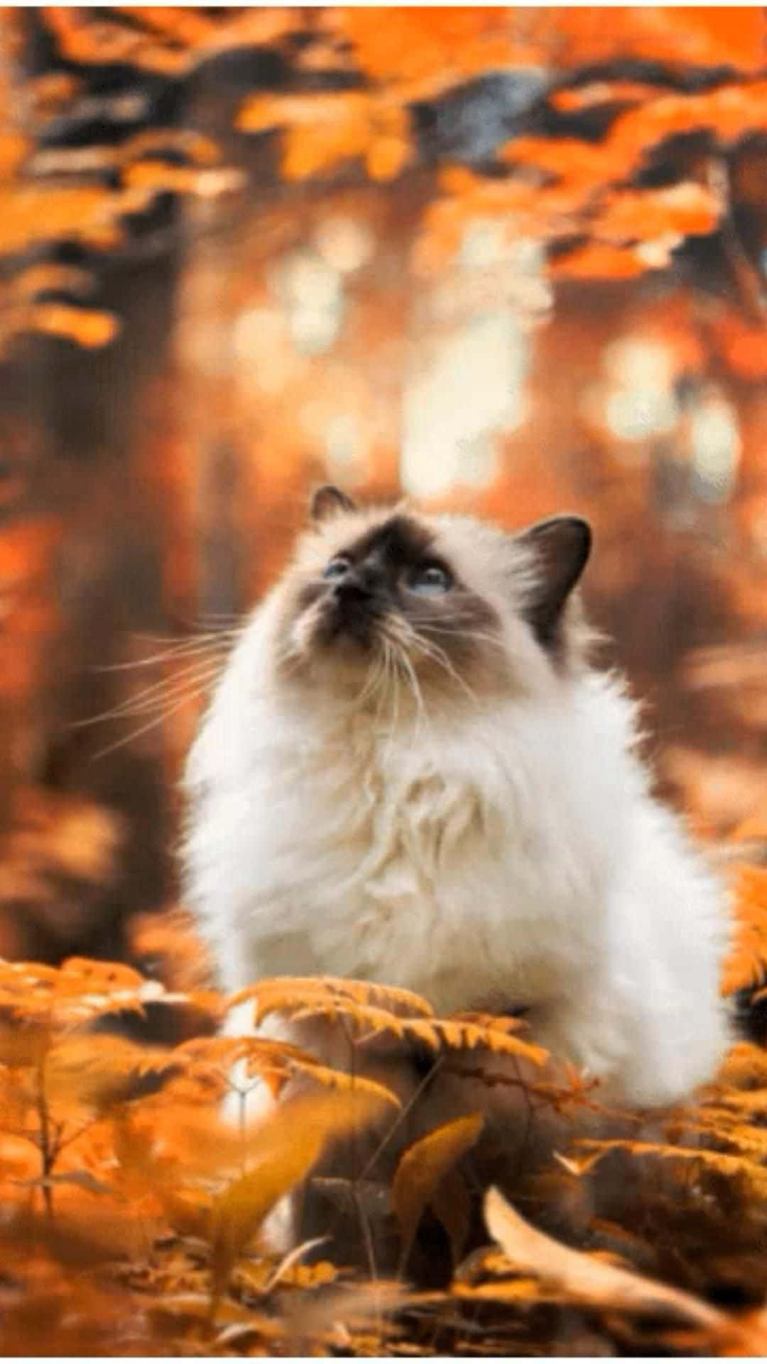 숲 속의 아름다운 고양이 사진 배경화면