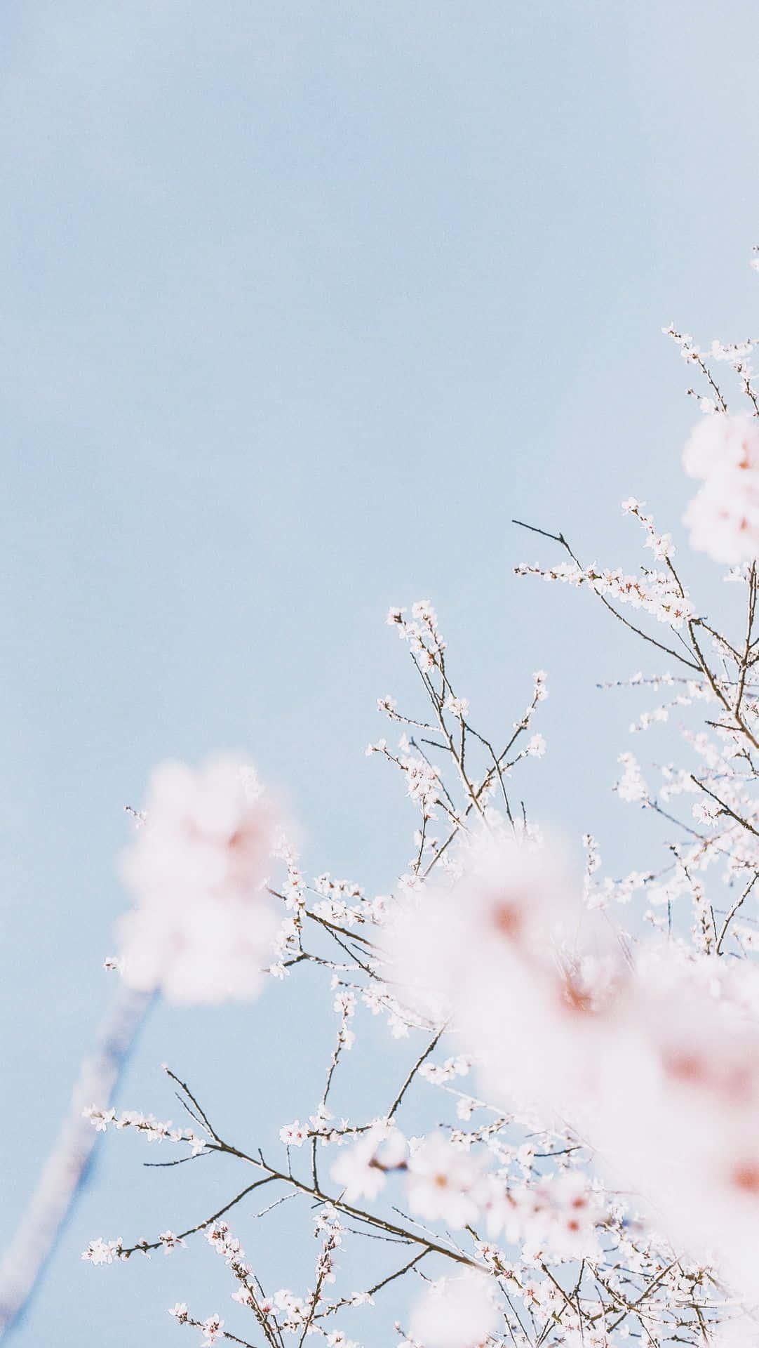 스마트폰을 감성 아이폰 배경화면으로 밝게 꾸며보세요 배경화면