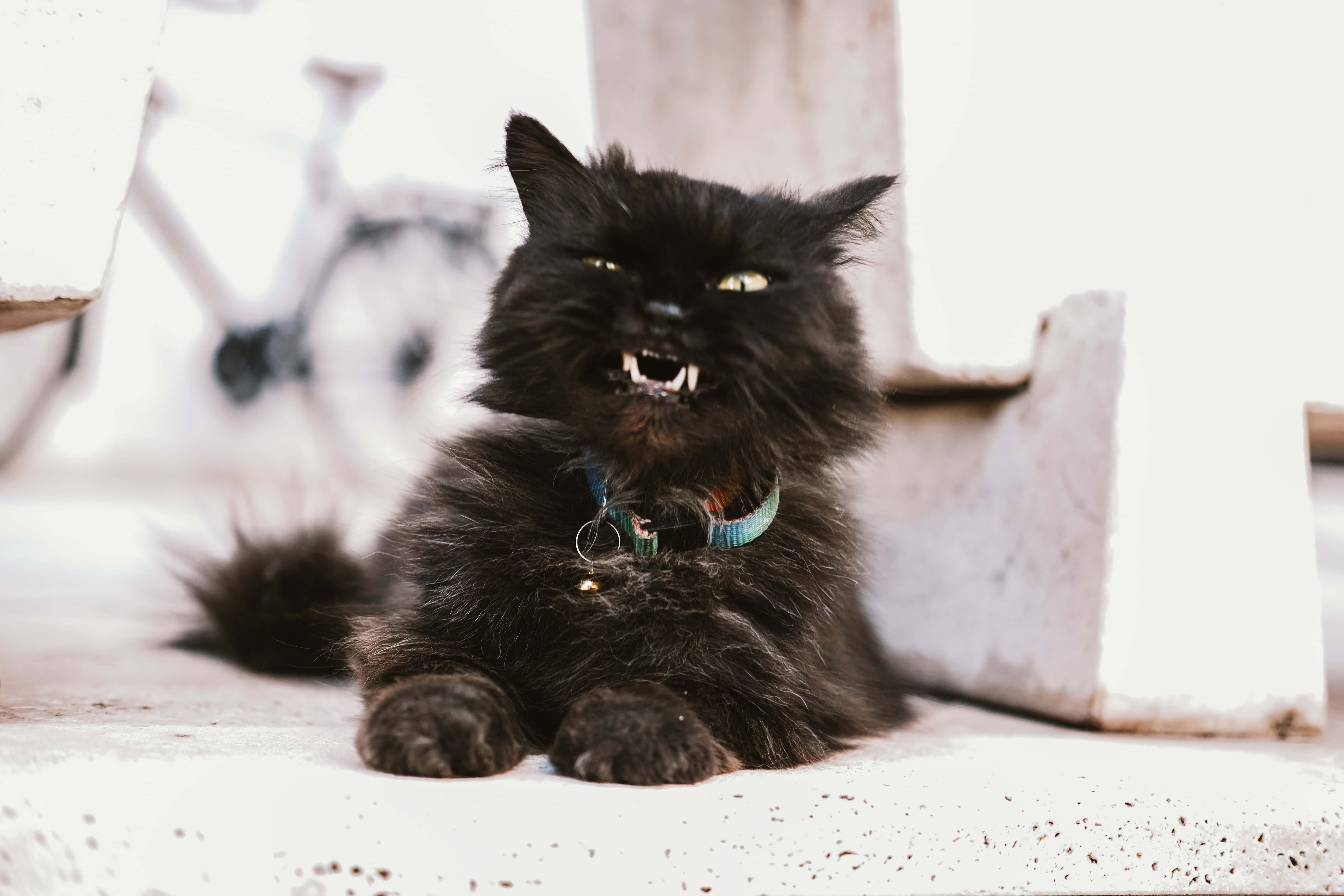심술 고양이 노려보기 배경화면