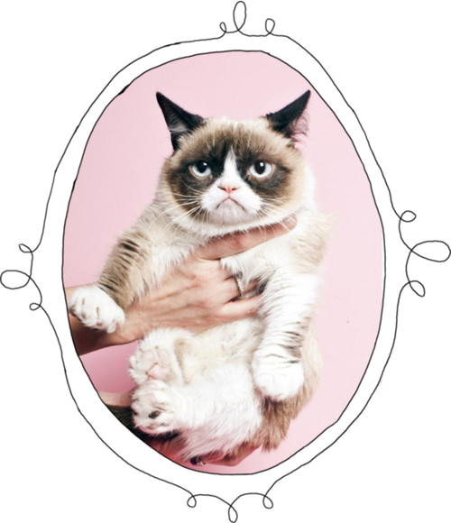 심술 고양이 초상화 배경화면