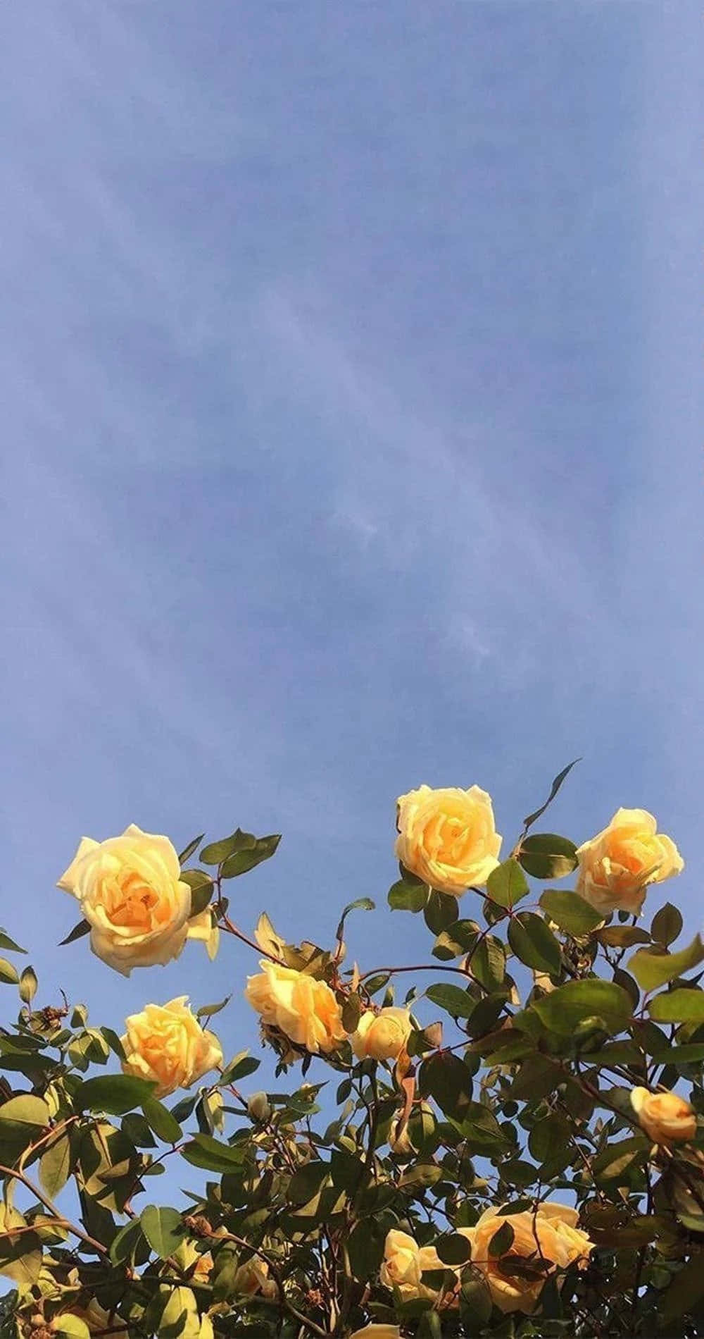 아름다운 꽃다발 배경화면