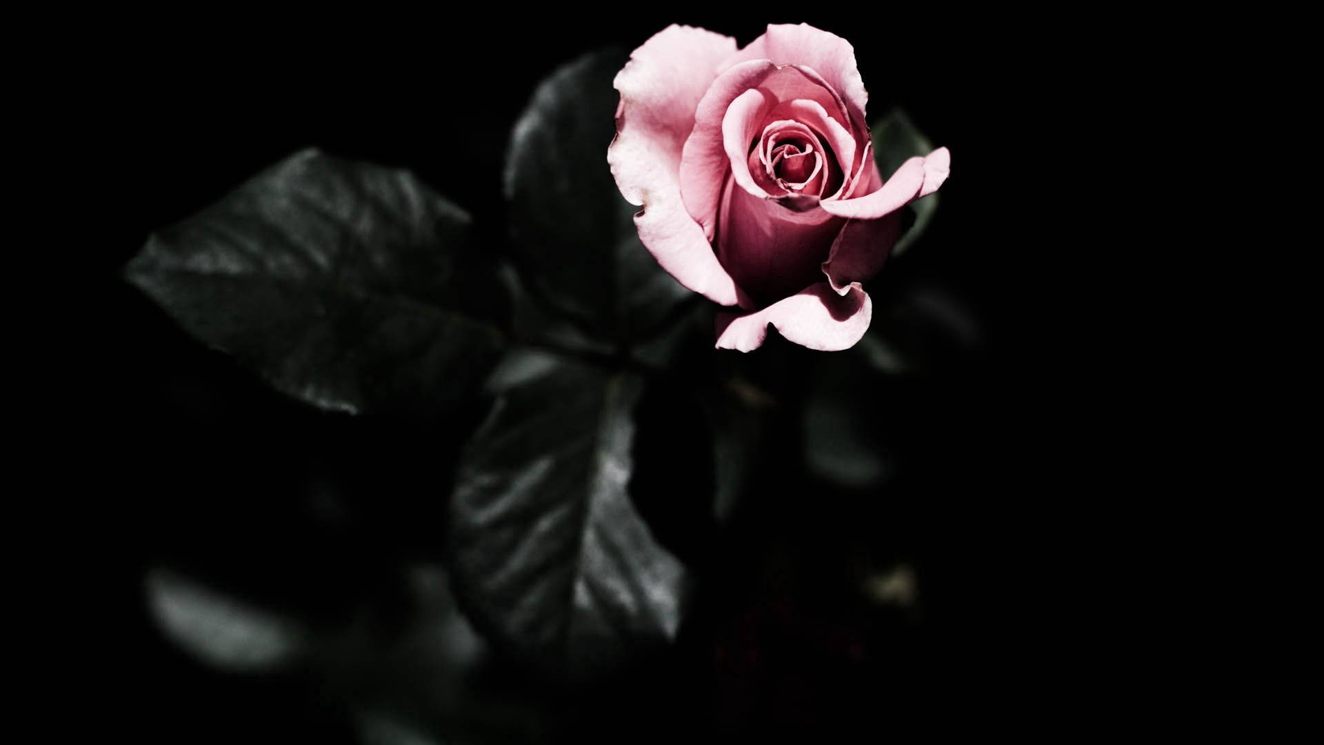 장미, 꽃잎, 식물 미리보기 배경화면