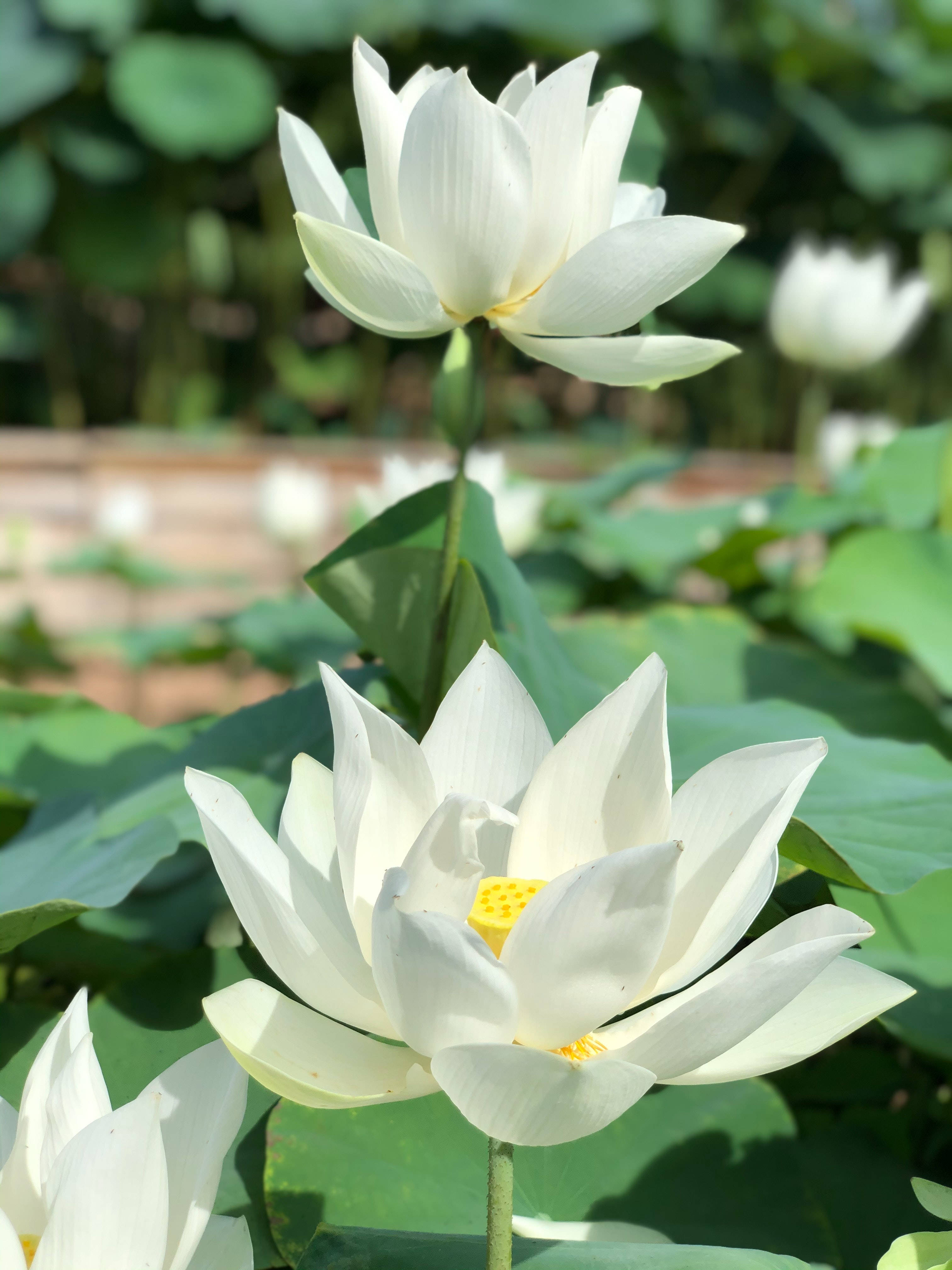 아시아 연꽃 배경화면