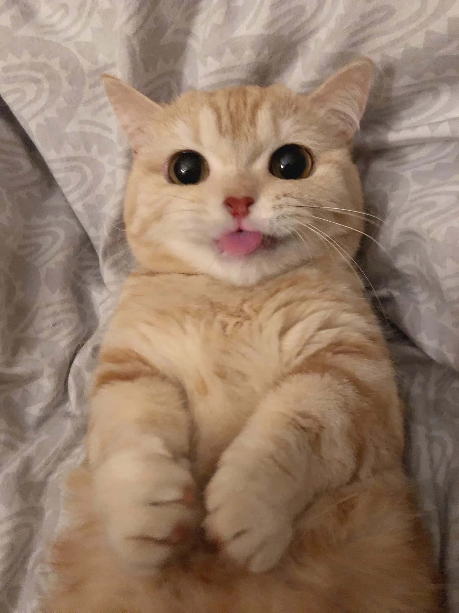 아침 햇살을 받은 사랑스러운 고양이 배경화면
