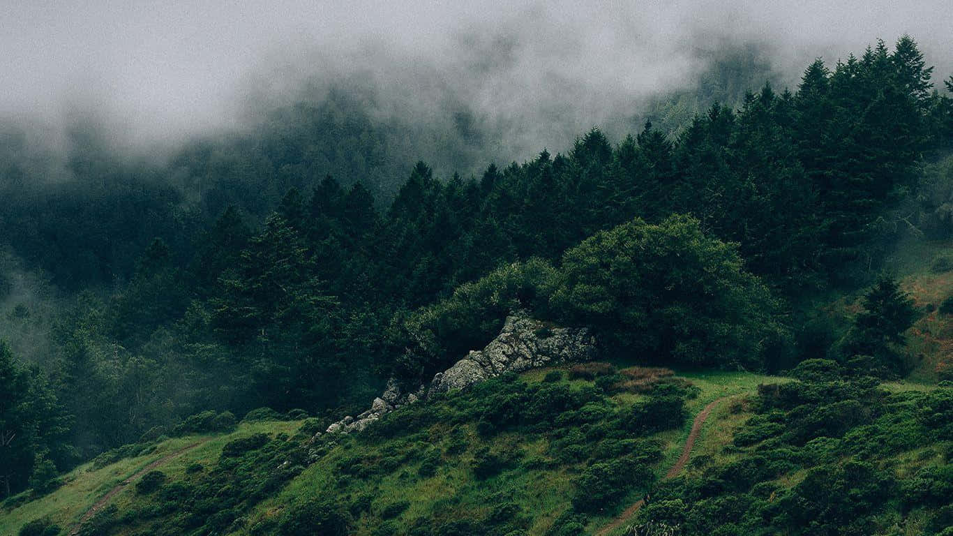 어두운 녹색 숲의 평화 배경화면