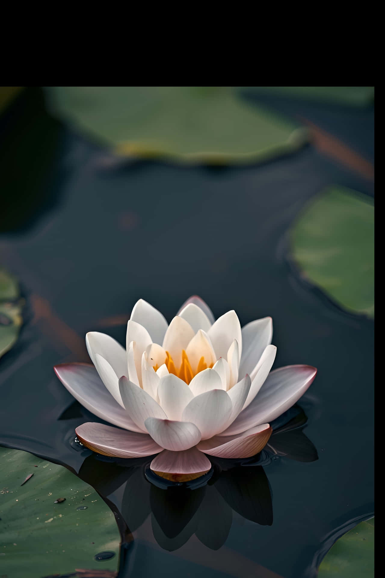 자연, 연꽃, 파란색, 꽃, 배경, 백합, 여름, 분홍색, 물, 꽃송이, 흰색, 수생, 열대, 식물학, 클로즈업, 정원, 수련, 식물상, 잎, 꽃의