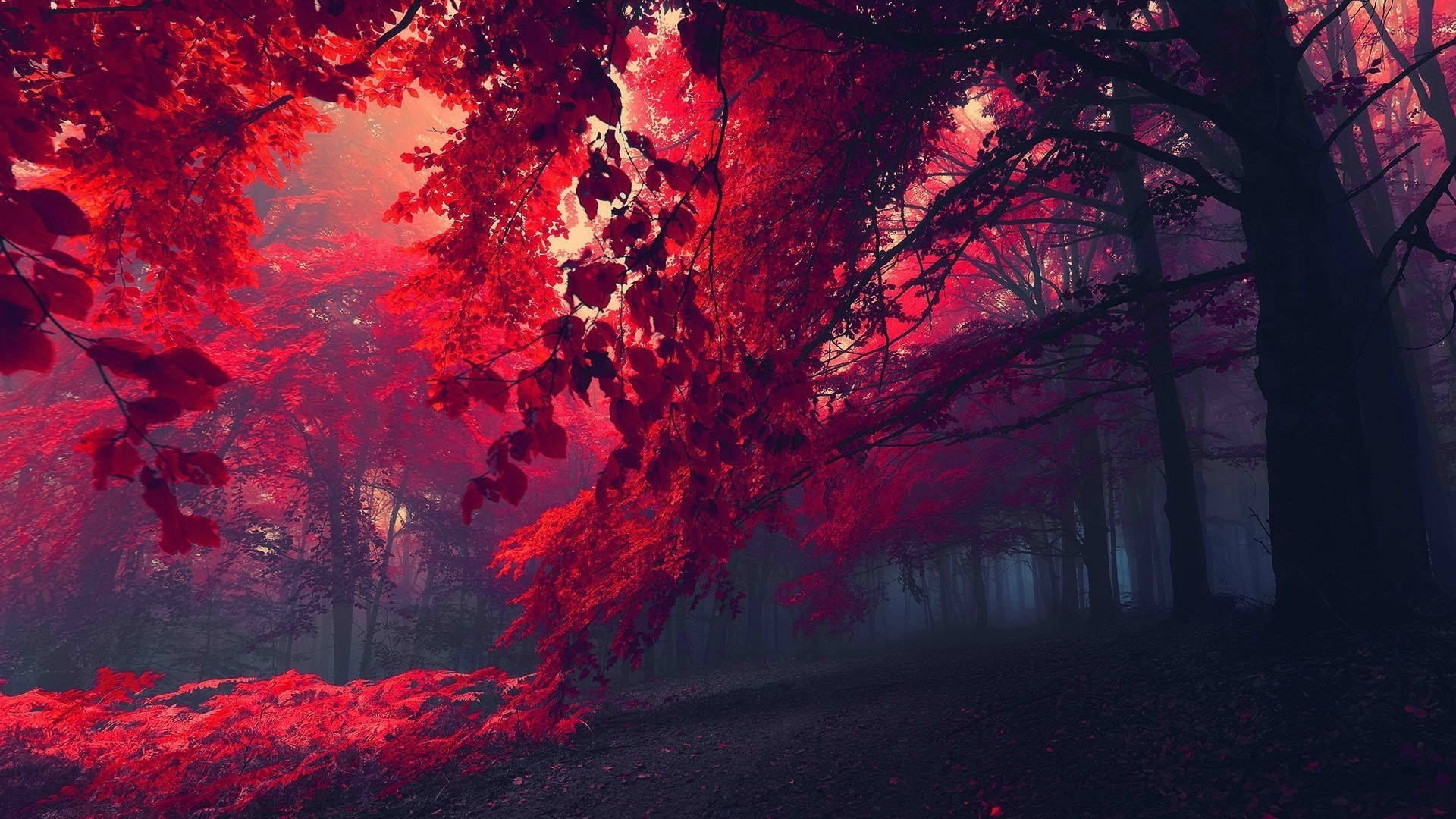 어두운 붉은 숲 사진 배경화면