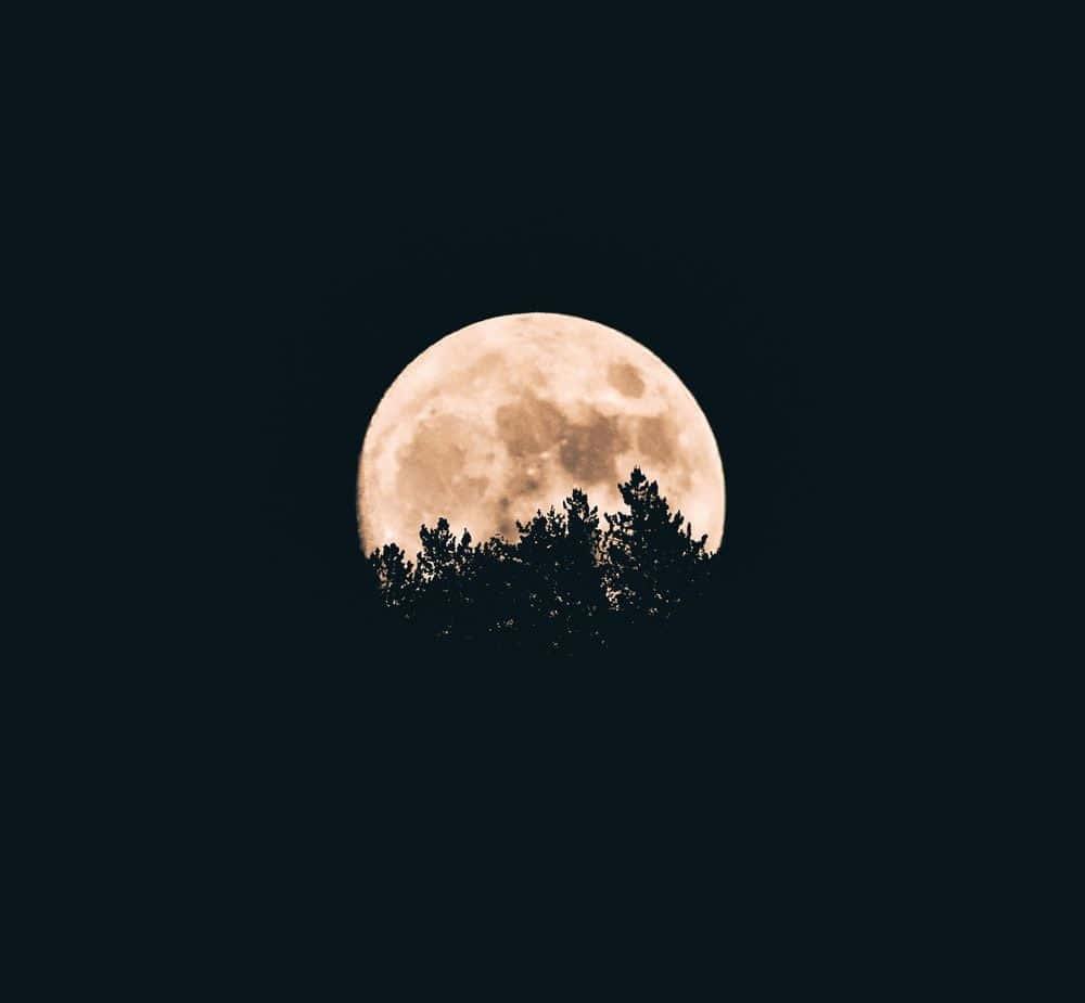 어두운 숲 사이로 보이는 보름달 배경화면