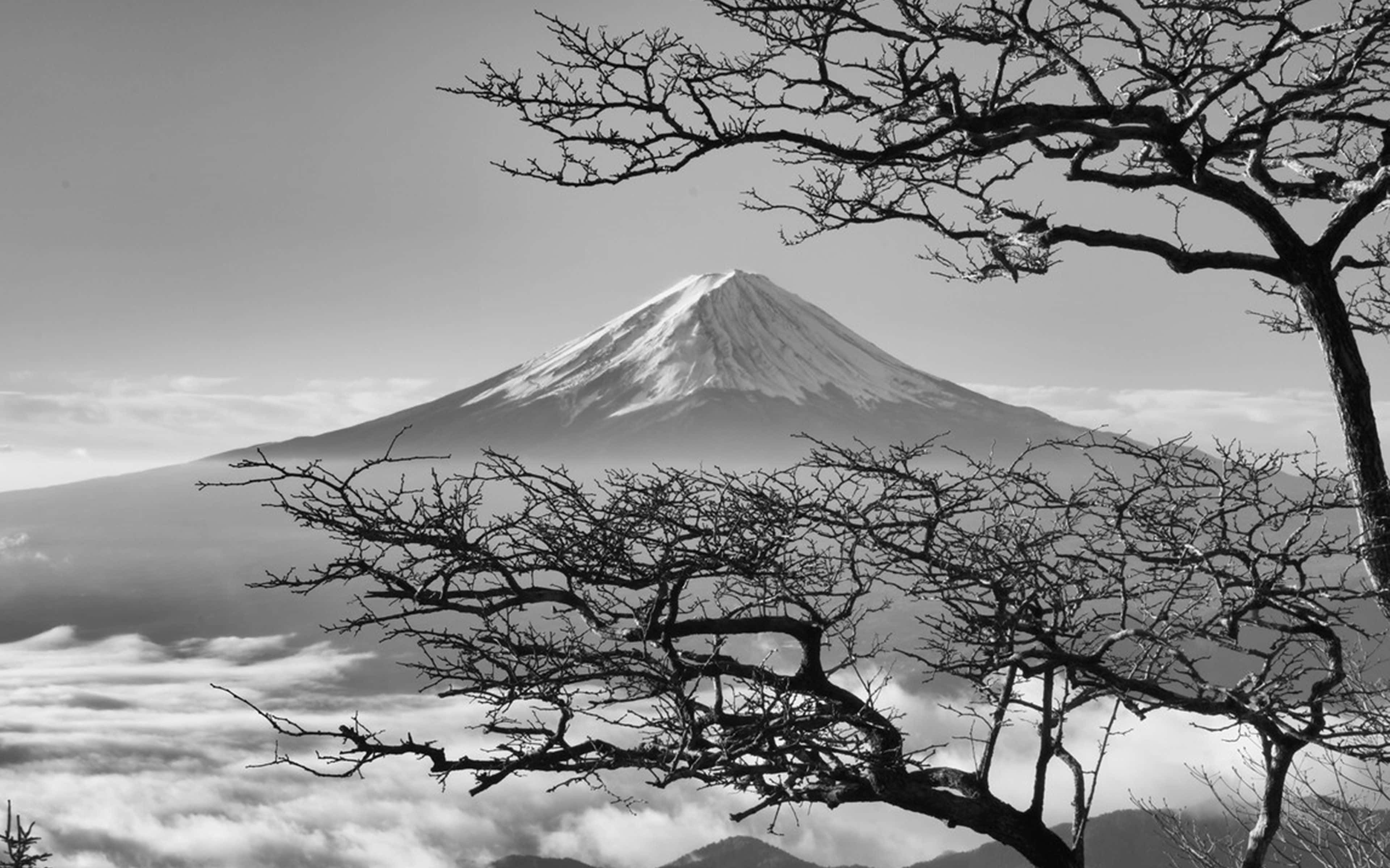 어두운 일본 후지산과 벚꽃 배경화면