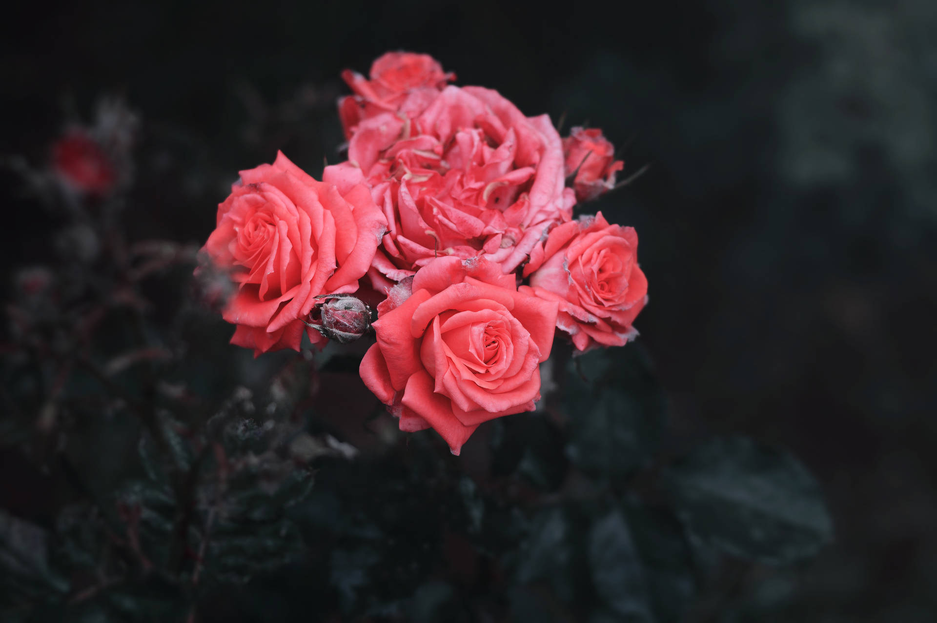장미, 덤불, 봉오리 미리보기 배경화면