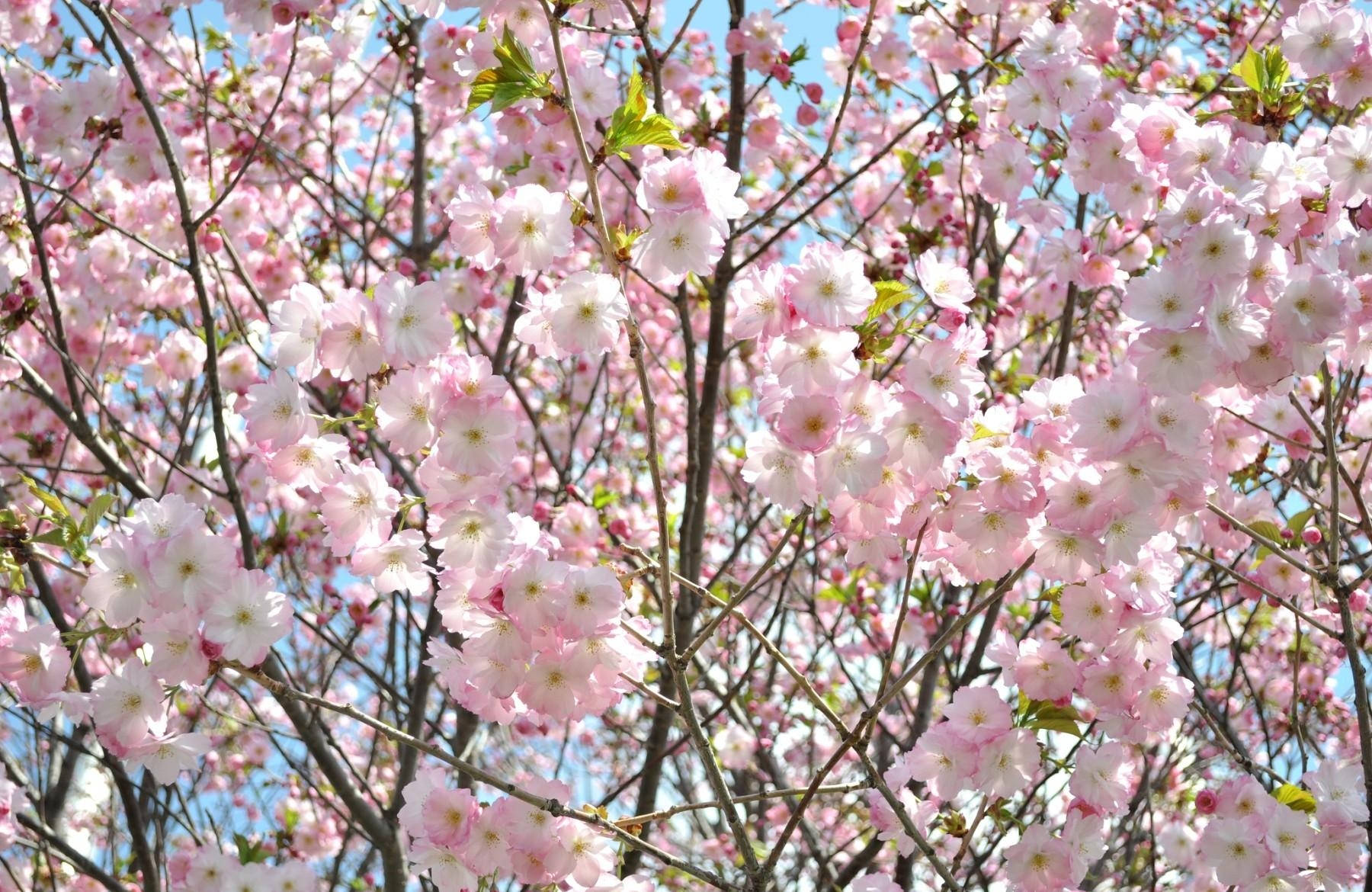 어린 벚꽃 배경화면