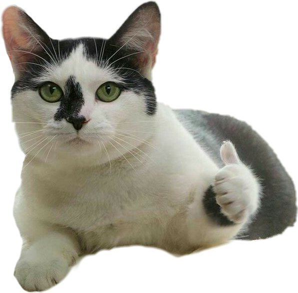 엄지척 고양이 밈 배경화면