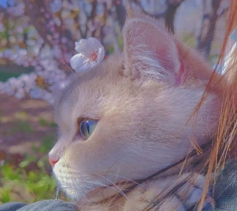 여유를 즐기는 미적 고양이 배경화면