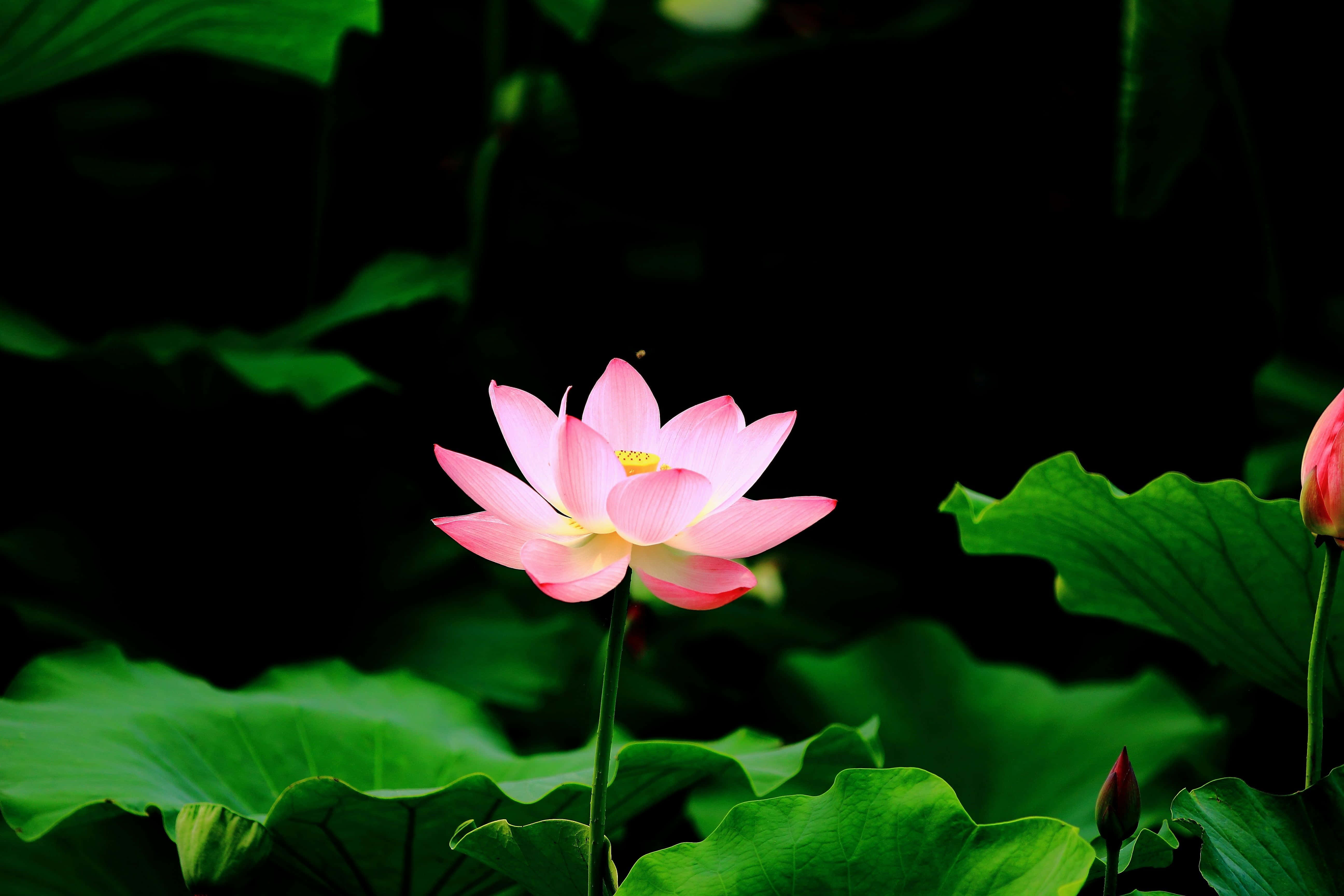 연꽃 사진 배경화면